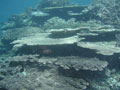 AWARE さんご礁の保護